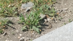 Podarcis muralis