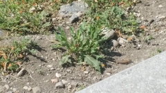 Podarcis muralis