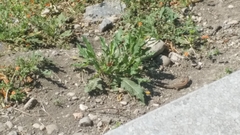 Podarcis muralis