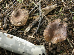 Russula vinaceocuticulata