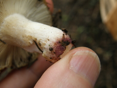Russula vinaceocuticulata