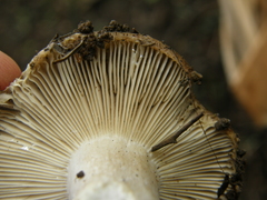 Russula vinaceocuticulata