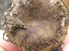Russula vinaceocuticulata