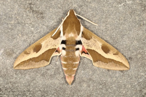 Leafy Spurge Hawkmoth photo 4