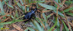 Leptocarabus