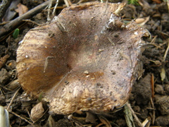 Russula vinaceocuticulata