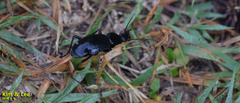 Leptocarabus