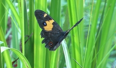Tisiphone abeona albifascia
