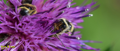 Lasiotrichius succinctus