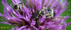 Lasiotrichius succinctus