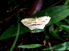 Calletaera dentata