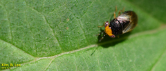 Geocoris varius