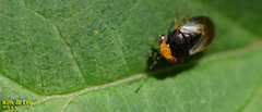 Geocoris varius