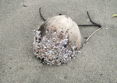 Amphibalanus amphitrite