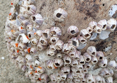 Amphibalanus amphitrite