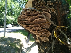 Trametes versicolor