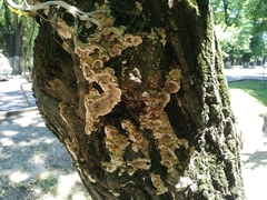 Trametes versicolor