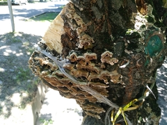 Trametes versicolor