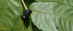 Glycyphana fulvistemma