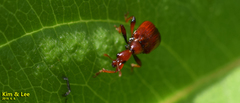 Leptapoderus rubidus