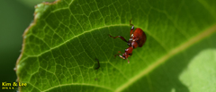 Leptapoderus rubidus