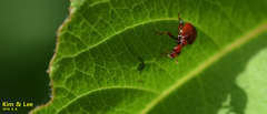 Leptapoderus rubidus