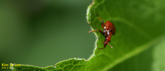 Leptapoderus rubidus