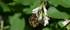 Lasiotrichius succinctus