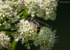 Symmorphus bifasciatus