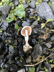 Tympanella galanthina