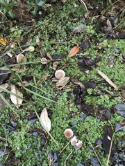 Tympanella galanthina