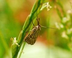 Chrysocrambus linetella