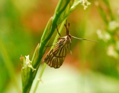 Chrysocrambus linetella