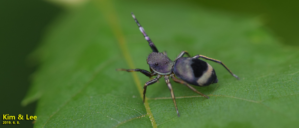 Siler cupreus