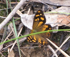 Heteronympha banksii