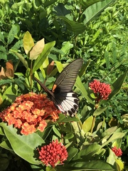 Papilio memnon