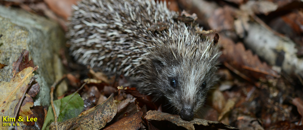 Amur Hedgehog
