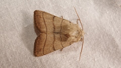 Charanyca trigrammica
