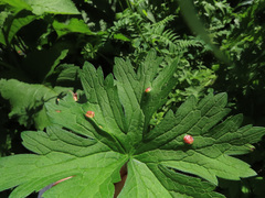 Uromyces geranii