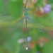 Small Spreadwing - Photo (c) Christoph Moning, some rights reserved (CC BY), uploaded by Christoph Moning