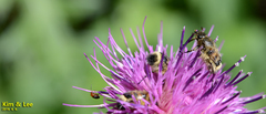 Lasiotrichius succinctus