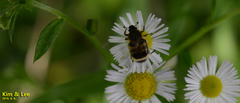 Lasiotrichius succinctus