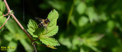 Helophilus eristaloidea