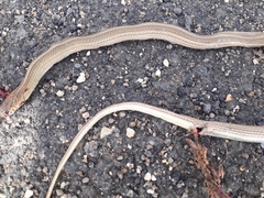 Eirenis decemlineatus