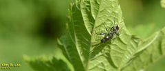 Scudderocoris albomarginatus