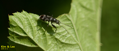 Scudderocoris albomarginatus
