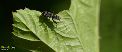 Scudderocoris albomarginatus