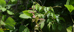 Pueraria montana lobata