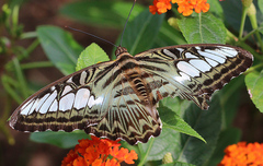Parthenos sylvia
