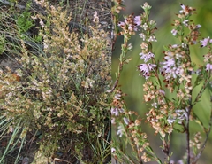 Erica fuscescens